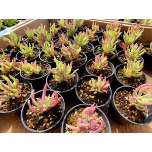 農園直売 多肉植物 寄せ植え ドロサンテマム ...の詳細画像3