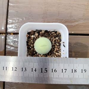 農園直売 多肉植物 コノフィツム属 カルキュルス(翡翠玉)　超お得　メセン　観葉植物　インテリア　多肉専門VERVE