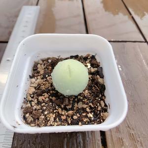 農園直売 多肉植物 コノフィツム属 カルキュル...の詳細画像1