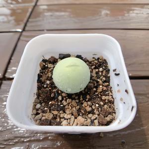 農園直売 多肉植物 コノフィツム属 カルキュル...の詳細画像2