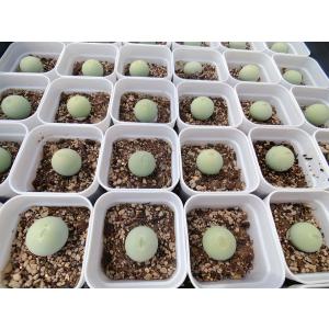 農園直売 多肉植物 コノフィツム属 カルキュル...の詳細画像3