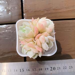 【多肉バイキング】農園直売 寄せ植え エケベリア...の商品画像