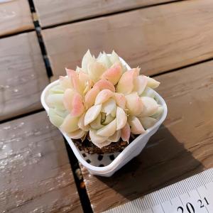 【多肉バイキング】農園直売 寄せ植え エケベリ...の詳細画像1