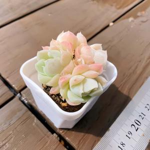 【多肉バイキング】農園直売 寄せ植え エケベリ...の詳細画像2