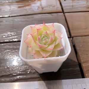 【多肉バイキング】農園直売 寄せ植え エケベリ...の詳細画像1