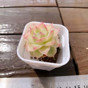 【多肉バイキング】農園直売 寄せ植え エケベリ...の詳細画像2