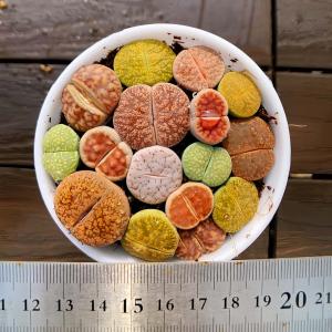 農園直売 多肉植物 コノフィツム属 リトープス（mix）白 15-17頭セット　超お得　メセン　観葉植物　インテリア　多肉専門VERVE