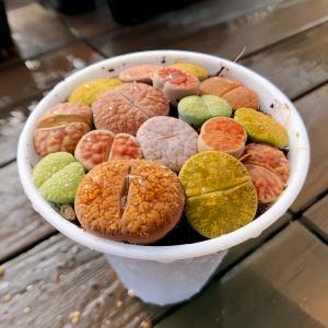農園直売 多肉植物 コノフィツム属 リトープス...の詳細画像1