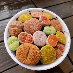 農園直売 多肉植物 コノフィツム属 リトープス...の詳細画像2