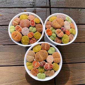 農園直売 多肉植物 コノフィツム属 リトープス...の詳細画像3