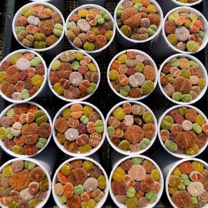 農園直売 多肉植物 コノフィツム属 リトープス...の詳細画像4