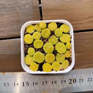 農園直売 多肉植物 寄せ植え コノフィツム 緑富...の商品画像