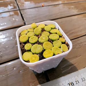 農園直売 多肉植物 寄せ植え コノフィツム 緑...の詳細画像1