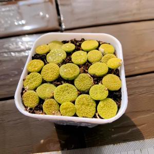 農園直売 多肉植物 寄せ植え コノフィツム 緑...の詳細画像2