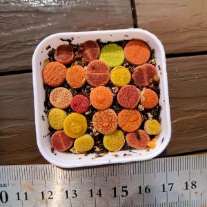農園直売 多肉植物 寄せ植え コノフィツム属 日...の商品画像