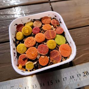 農園直売 多肉植物 寄せ植え コノフィツム属 ...の詳細画像1