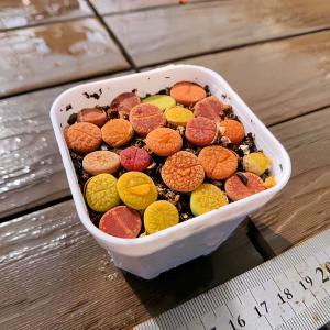 農園直売 多肉植物 寄せ植え コノフィツム属 ...の詳細画像2
