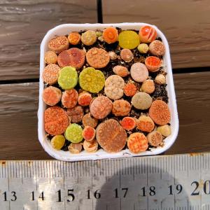 農園直売 多肉植物 寄せ植え リトープス（32-40頭セット）可愛い　観葉植物 インテリア　多肉専門VERVE