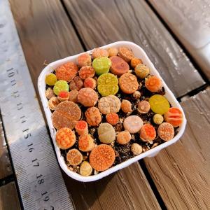 農園直売 多肉植物 寄せ植え リトープス(32...の詳細画像1