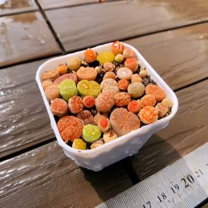 農園直売 多肉植物 寄せ植え リトープス(32...の詳細画像2