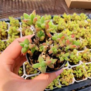農園直売 多肉植物 寄せ植え ドロサンテマム エブルネウム（群）観葉植物 インテリア　多肉専門VERVE