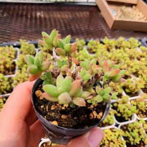 農園直売 多肉植物 寄せ植え ドロサンテマム ...の詳細画像1