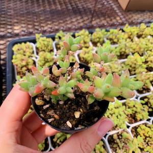 農園直売 多肉植物 寄せ植え ドロサンテマム ...の詳細画像2