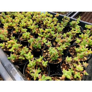 農園直売 多肉植物 寄せ植え ドロサンテマム ...の詳細画像3