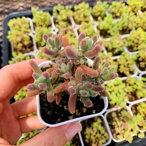農園直売 多肉植物 寄せ植え ドロサンテマム 九尾狐（群）観葉植物 インテリア　多肉専門VERVE