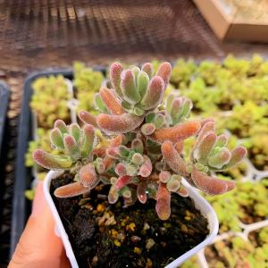 農園直売 多肉植物 寄せ植え ドロサンテマム ...の詳細画像2