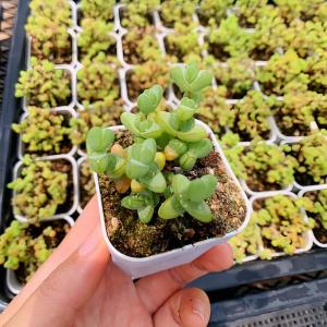 農園直売 多肉植物 寄せ植え ドロサンテマム 元...の商品画像