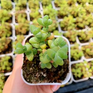 農園直売 多肉植物 寄せ植え ドロサンテマム ...の詳細画像1