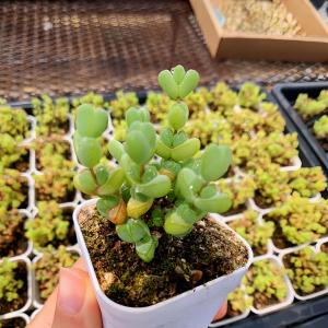農園直売 多肉植物 寄せ植え ドロサンテマム ...の詳細画像2