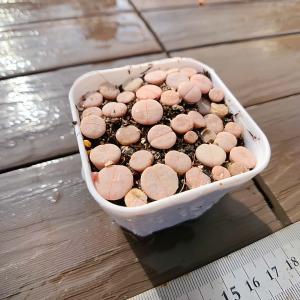 農園直売 多肉植物 寄せ植え コノフィツム 白...の詳細画像1