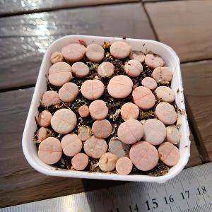 農園直売 多肉植物 寄せ植え コノフィツム 白...の詳細画像2