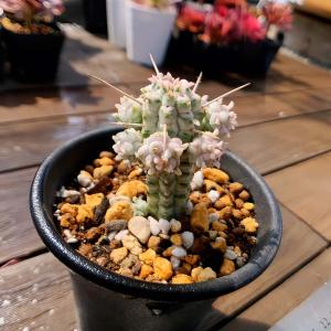 農園直売 多肉植物 ユーフォルビア属 白樺キリ...の詳細画像1
