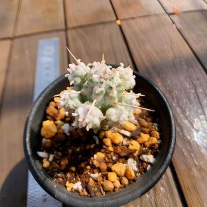 農園直売 多肉植物 ユーフォルビア属 白樺キリ...の詳細画像2