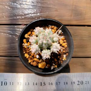 農園直売 多肉植物 ユーフォルビア属 白樺キリ...の詳細画像3