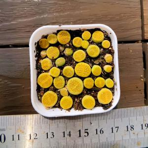 農園直売 多肉植物 寄せ植え コノフィツム　黄巴里玉 （28-35頭セット）可愛い　メセン　観葉植物 インテリア　多肉専門VERVE
