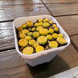農園直売 多肉植物 寄せ植え コノフィツム 黄...の詳細画像1