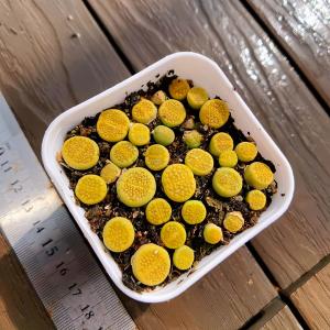 農園直売 多肉植物 寄せ植え コノフィツム 黄...の詳細画像2