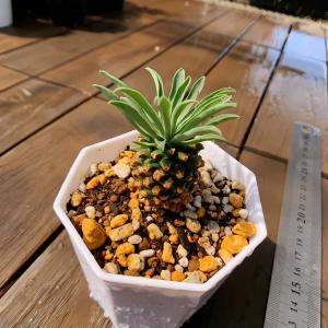 農園直売 多肉植物 ユーフォルビア属 鉄甲丸 観葉植物　多肉専門VERVE