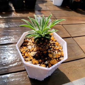 農園直売 多肉植物 ユーフォルビア属 鉄甲丸 ...の詳細画像1