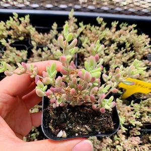 農園直売 多肉植物 寄せ植え ドロサンテマム レ...の商品画像