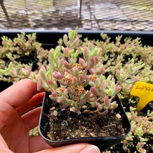 農園直売 多肉植物 寄せ植え ドロサンテマム ...の詳細画像1