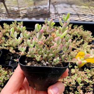 農園直売 多肉植物 寄せ植え ドロサンテマム ...の詳細画像2