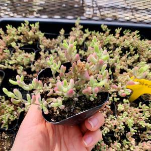 農園直売 多肉植物 寄せ植え ドロサンテマム ...の詳細画像3
