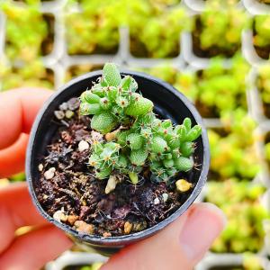 農園直売 多肉植物 寄せ植え ドロサンテマム ...の詳細画像1