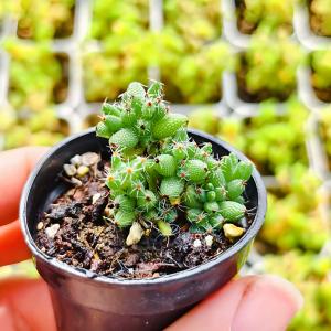 農園直売 多肉植物 寄せ植え ドロサンテマム ...の詳細画像2