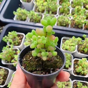 農園直売 多肉植物 寄せ植え ドロサンテマム ダイダイ（群）新品種　蜜橘ｘ金柑　観葉植物 インテリア　多肉専門VERVE